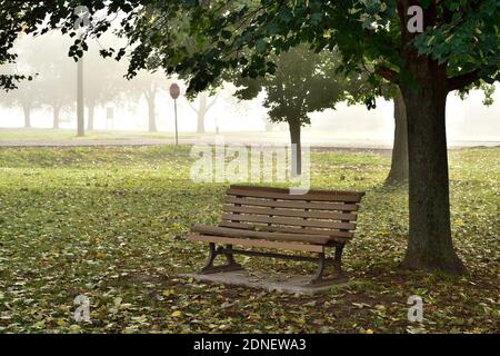 Eine leere Parkbank sitzt unter einem Laubbaum mit Gefallen Blätter auf dem Boden in einem Stadtpark in Sussex New Brunswick Kanada Stockfoto