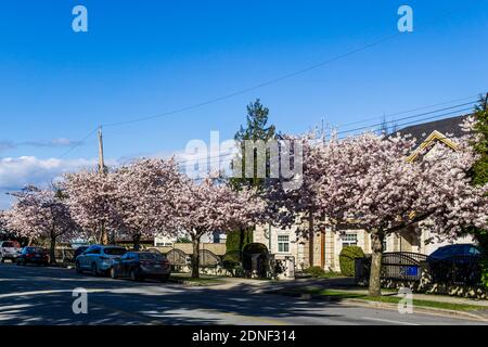 RICHMOND, KANADA - 05. APRIL 2020: Blick auf die Stadt im Frühling Kirschblütensaison Sonnentag blühende Schönheit am sonnigen Frühlingstag. Stockfoto