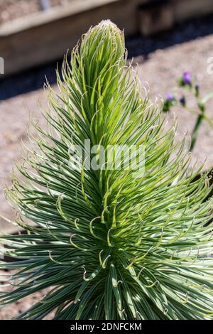 Teneriffa bugloss, Jättesnokört (Echium wildpretii) Stockfoto