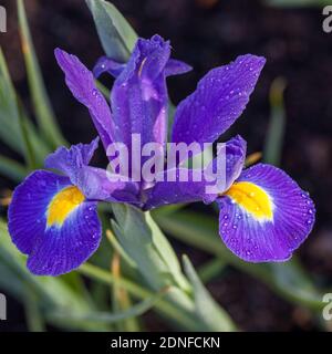 'Blue Magic' Dutch Iris, Schwertlilie (Iris Holländsk hollandica) Stockfoto
