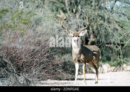 Maultierhirsch (Odocoileus Hemionus) Stockfoto