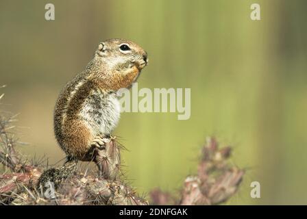 Harris' Antelope Squirrel (Ammospermophilus harrisii) Stockfoto