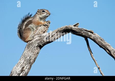 Harris' Antelope Squirrel (Ammospermophilus harrisii) Stockfoto