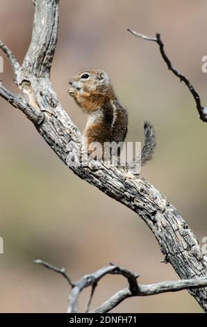 Harris' Antelope Squirrel (Ammospermophilus harrisii) Stockfoto