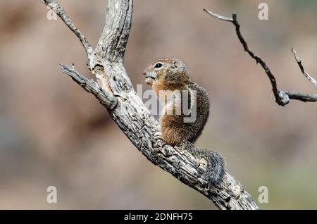 Harris' Antelope Squirrel (Ammospermophilus harrisii) Stockfoto