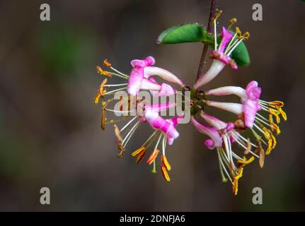 Geißblatt Wildflower, Kalifornien Stockfoto