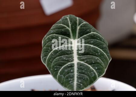 Caladium is a genus of flowering plants in the family Araceae. The common name elephant ear ( the closely related genera Alocasia, Colocasia, and Xant Stock Photo