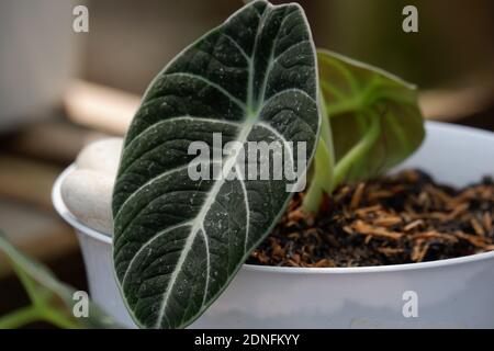 Caladium is a genus of flowering plants in the family Araceae. The common name elephant ear ( the closely related genera Alocasia, Colocasia, and Xant Stock Photo