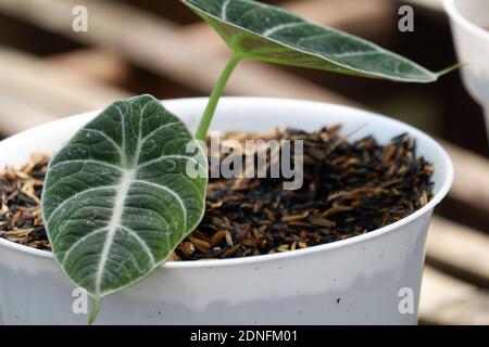 Caladium is a genus of flowering plants in the family Araceae. The common name elephant ear ( the closely related genera Alocasia, Colocasia, and Xant Stock Photo