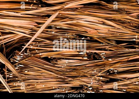 Bild des Daches bedeckt mit trockenen Palmblättern. Stockfoto