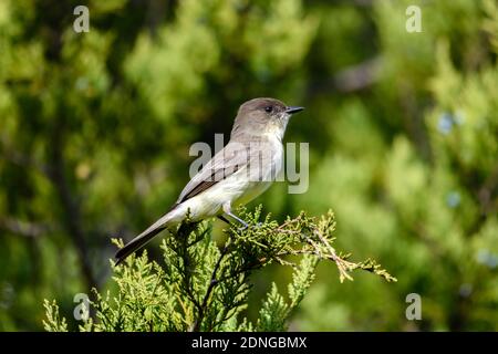 Eastern phoebe - Sayornis phoebe - thront auf einem Wacholder Verzweigung Stockfoto