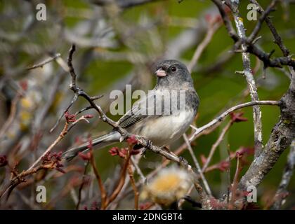Dunkeläugige Junco - Junco hyemalis - auf einem Ast Stockfoto