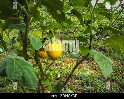 Fresh yellow eggplant hanging on tree in the agricultural garden. Yellow brinjal vegetable. Scientific name is Solanum melongena . Vegan Food. Stockfoto