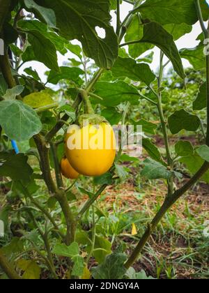 Fresh yellow eggplant hanging on tree in the agricultural garden. Yellow brinjal vegetable. Scientific name is Solanum melongena . Vegan Food. Stockfoto