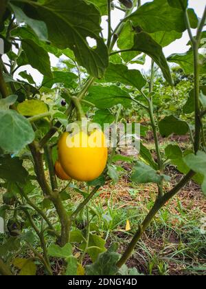 Fresh yellow eggplant hanging on tree in the agricultural garden. Yellow brinjal vegetable. Scientific name is Solanum melongena . Vegan Food. Stockfoto