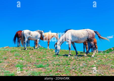 Wildpferde Familie . Herde von Mustangs grasen auf dem Hügel Stockfoto