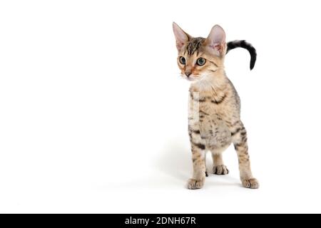 Kleines Kätzchen auf weißem Hintergrund Stockfoto