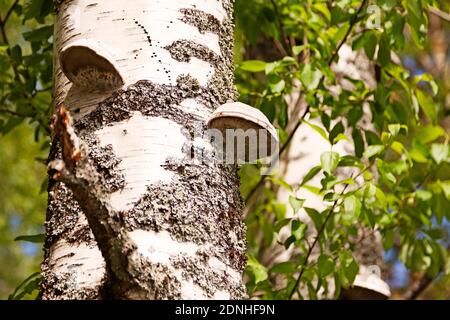 Eine Birke mit großen Pilzbefall genannt Polypore Stockfoto