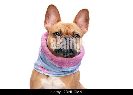 Französisch Bulldog Hund trägt warme Schleife Schal um den Hals Halten Sie sich warm bei kalten Temperaturen isoliert auf weißem Hintergrund Stockfoto