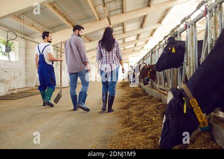 Rückansicht eines jungen Bauern-Paares mit einem Farmarbeiter in einem Kuhstall, der an einer Reihe von Kühen vorbeigeht. Stockfoto