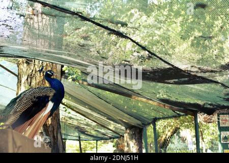 Pfau sitzt auf einem Zweig im Park. Stockfoto