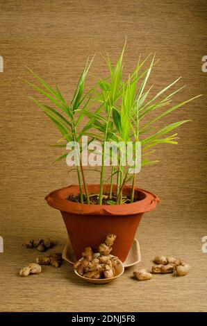 Ginger plant in pot  and  Ginger Root . Adrak, studio shot Stockfoto