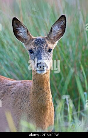 Western Roe Deer (Capreolus Capreolus). Porträt der aufmerksamen Damhirschkuh, Deutschland Stockfoto
