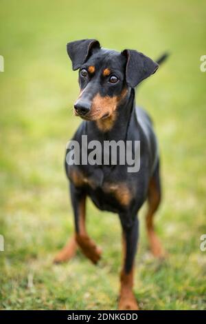 Deutscher Pinscher. Erwachsener Hund steht auf der Wiese. Deutschland Stockfoto