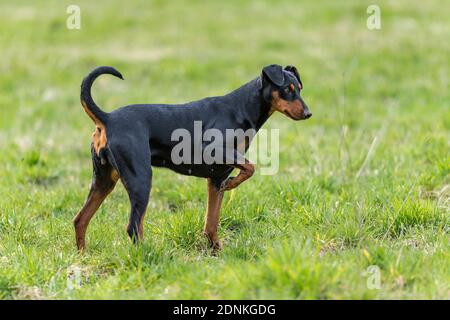 Deutscher Pinscher. Erwachsener Hund steht auf der Wiese. Ein Vorderbein ist angewinkelt, er sah oder hörte etwas. Deutschland Stockfoto