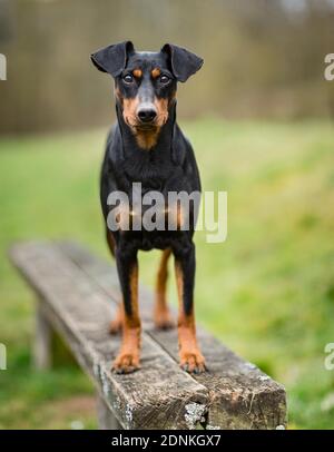 Deutscher Pinscher. Erwachsener Hund, der auf einer Holzbank steht. Deutschland... Stockfoto