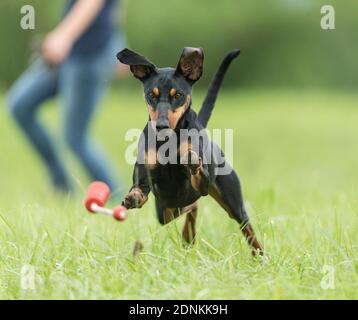 Deutscher Pinscher. Erwachsener Hund versucht, ein fliegendes Spielzeug zu fangen. Deutschland... Stockfoto