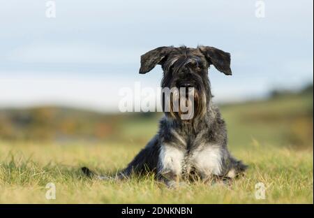 Riesenschnauzer. Erwachsener Hund liegt auf einer Wiese. Deutschland Stockfoto