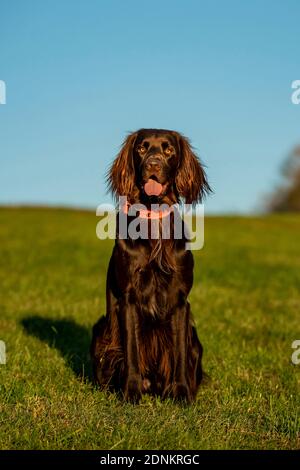 Deutscher Langhaariger Zeiger. Erwachsener sitzt auf einer Wiese. Deutschland Stockfoto