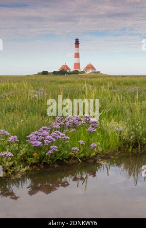 Westerhever Leuchtturm mit blühendem See-Lavendel (Limonium vulgare). Nationalpark Wattenmeer, Nordfriesland, Schleswig-Holstein, Deutschland Stockfoto