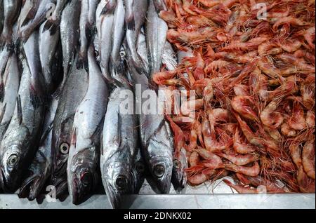 In der Nähe befinden sich ein Haufen roter Garnelen, der von einem Jurelfisch oder einer chilenischen Makrele umkreist wird. Frische rohe Meeresfrüchte von oben auf dem Fischmarkt. Mercado Central in Santiago Stockfoto