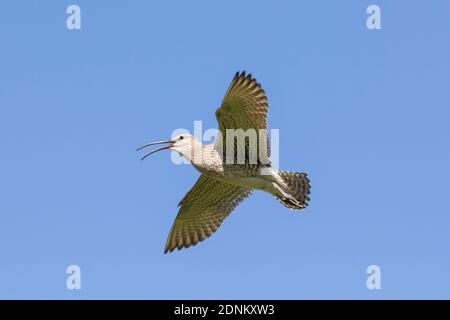 Whimbrel (Numenius phaeopus), Erwachsener im Flug während des Telefonanrufes. Island Stockfoto