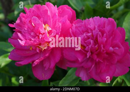 Paeonia lactiflora Goody. Doppelte karmesinrote Pfingstrose. Paeonia lactiflora (chinesische Pfingstrose oder gemeinsame GartenPfingstrose). Zwei Blüten Stockfoto