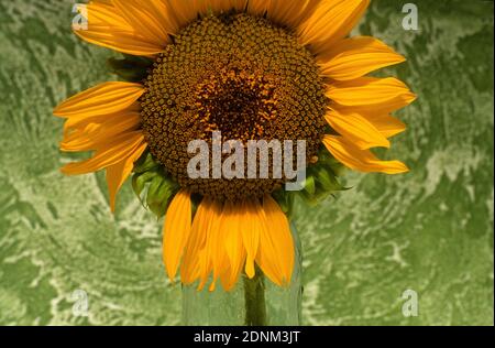 Helle Sonnenblume in einer Glasvase vor einem strukturierten grünen Hintergrund, die Wärme in jede Umgebung bringt (Helianthus annuus) Stockfoto