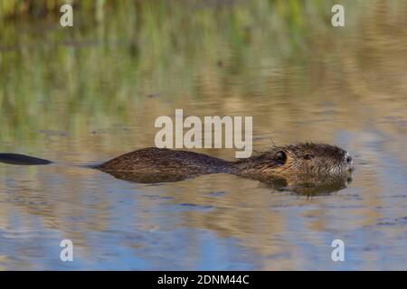 Nutria, Coypu (Myocastor coypus). Schwimmen für Erwachsene. Deutschland Stockfoto