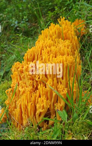 Goldene Koralle (Ramaria aurea). Prächtiges Exemplar in den Alpen auf 1600 m. Österreich Stockfoto