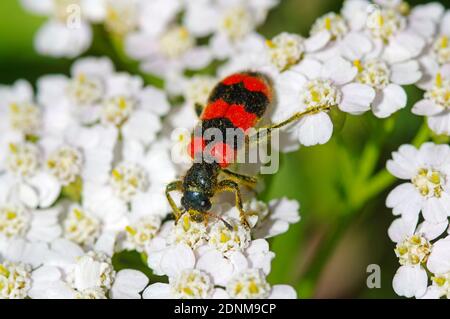 Karierter Käfer (Trichodes alvearius) auf Gemeinen Schafgarbe (Achillea millefolium) Blüten. Österreich Stockfoto