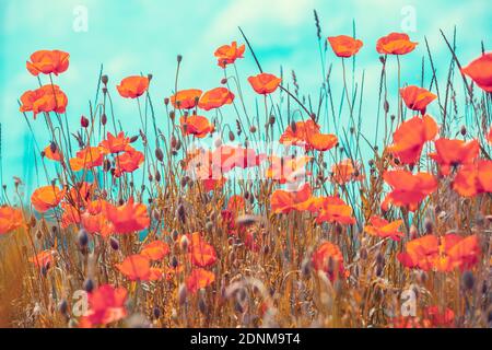 Blühende Mohnfelder. Wilde Mohnblumen (Papaver) gegen den blauen Himmel. Blumen Natur Hintergrund Stockfoto