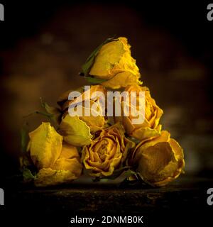 Gelbe getrocknete Rosen in einer künstlerischen Ausstellung vor dunklem Hintergrund Stockfoto