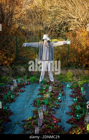 Scarecrow wacht im Herbst über einem Gemüsegarten mit farbenfrohen Blättern im Hintergrund. Frankreich Stockfoto