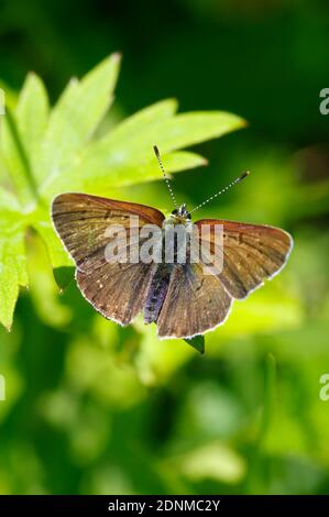 Mazarinblau (Polyommatus semiargus). Weibchen ruht auf einer Pflanze. Österreich Stockfoto