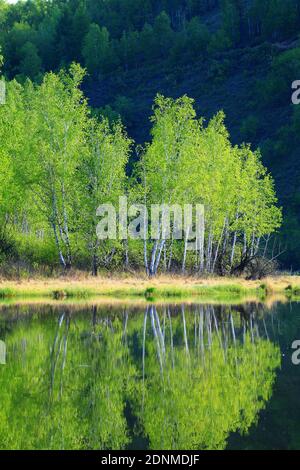 Die Greater hinggan Berge See Waldlandschaften Stockfoto