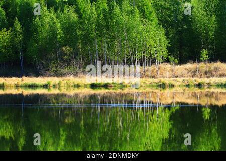 Die Greater hinggan Berge See Waldlandschaften Stockfoto