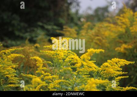 Ein Goldenrod Blumen Landschaft Hintergrund. Europäischer Natur. Stockfoto