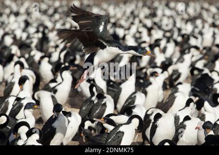 Kaiserliche Kormoran Nistkolonie, Bleaker Island, Falkland, Januar 2018 Stockfoto