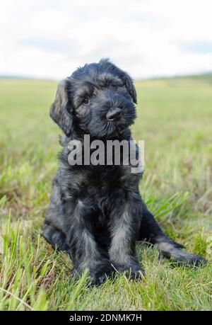 Giant Schnauzer. Welpen sitzen auf einer Wiese. Deutschland Stockfoto